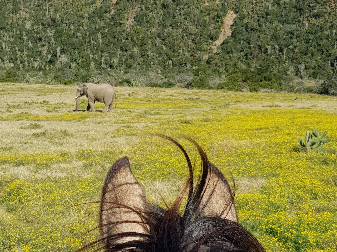 Beachcomber Horse Trails景点图片