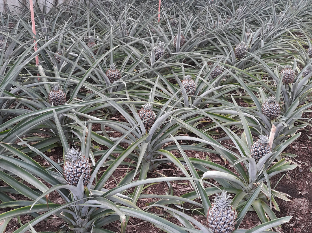 Arruda Pineapple Plantation-蓬塔德尔加达必去景点
