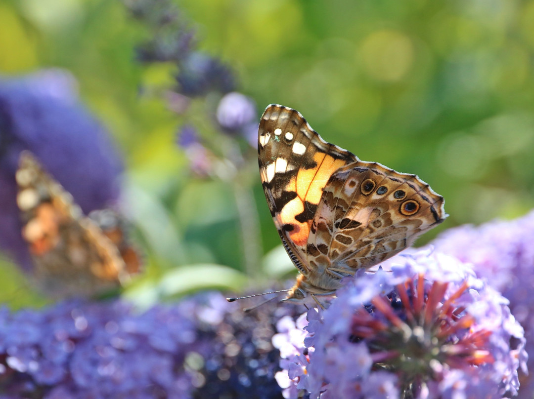 Dünenspaziergänge-斯匹科罗格必去景点