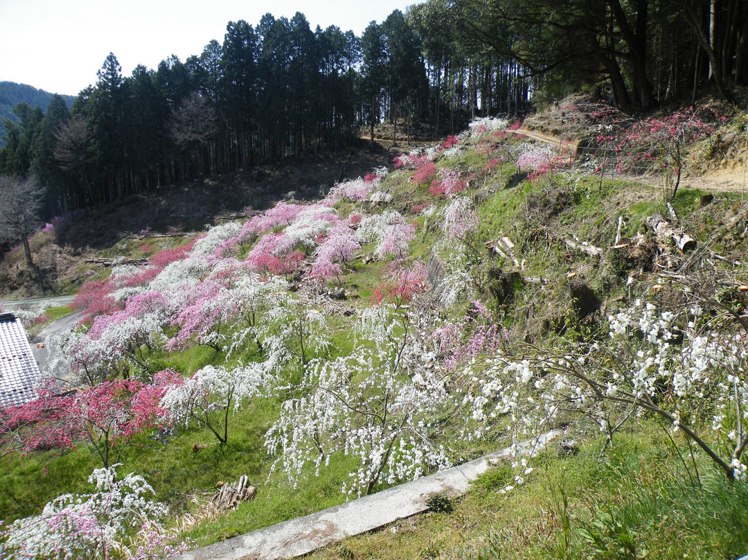 Kineshidare Momoen景点图片