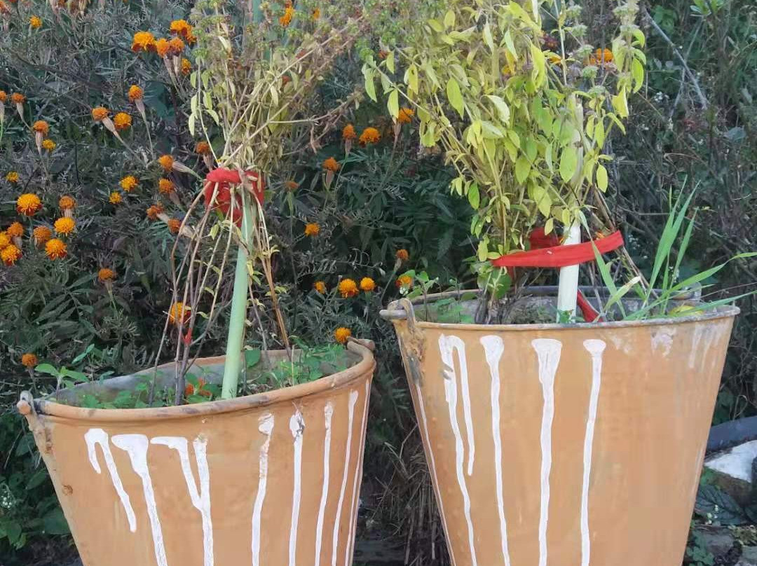 Hotel Ranjeet Palace主图