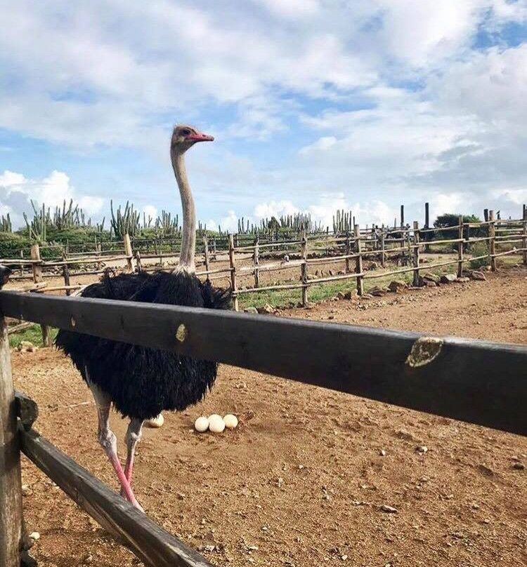 Aruba Ostrich Farm-奥腊涅斯塔德必去景点