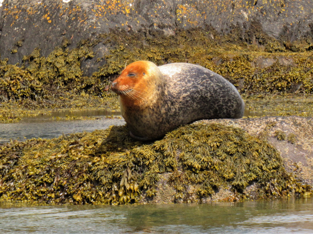 Ireland's Wildlife景点图片