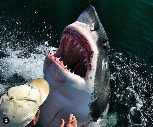 Shark Divers-Kleinbaai必去景点