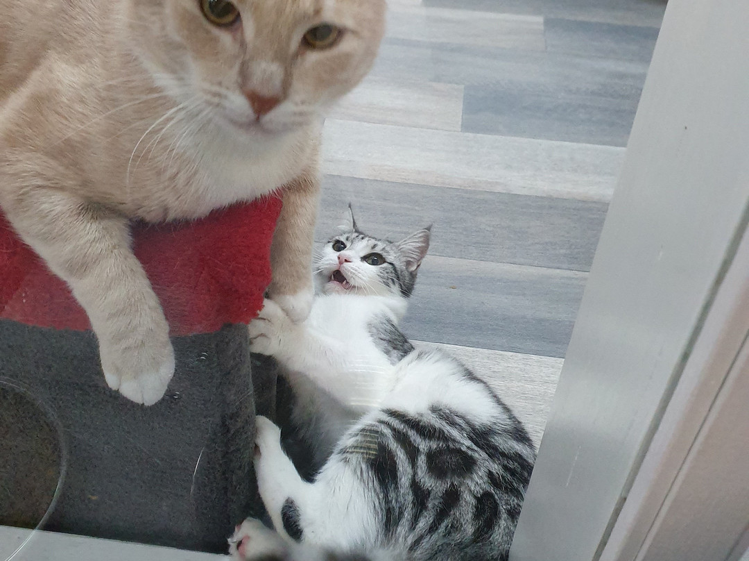 Neko HQ景点图片