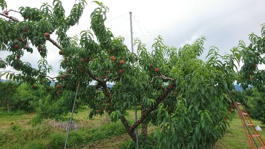 Misaka Farm Grape House-笛吹市必去景点