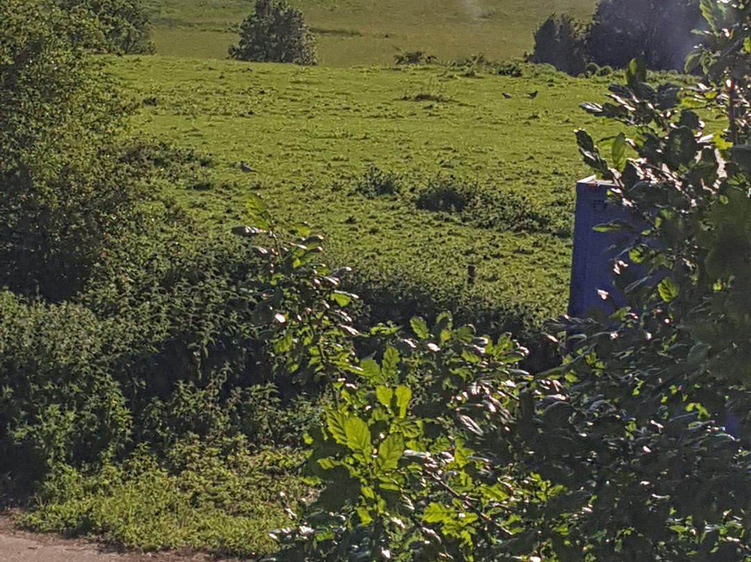 The Old School Bed & Breakfast主图