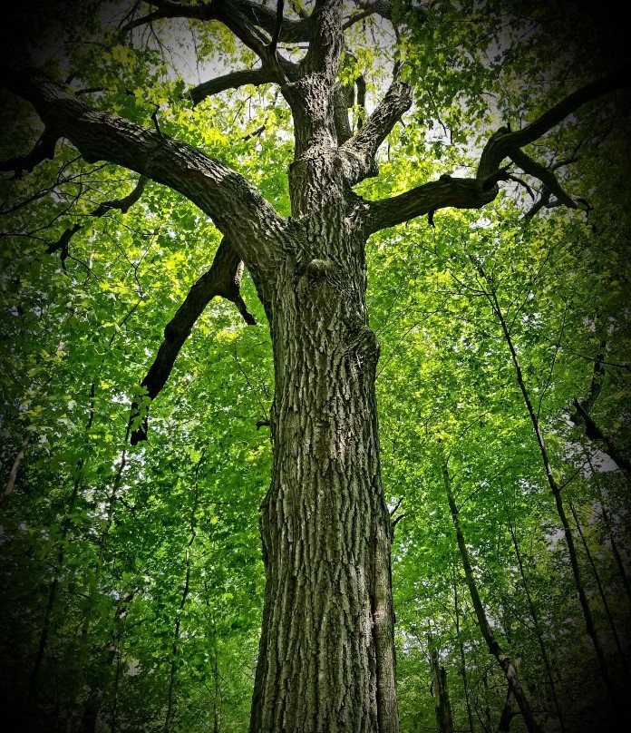 Pewit's Nest Gorge-巴拉布必去景点