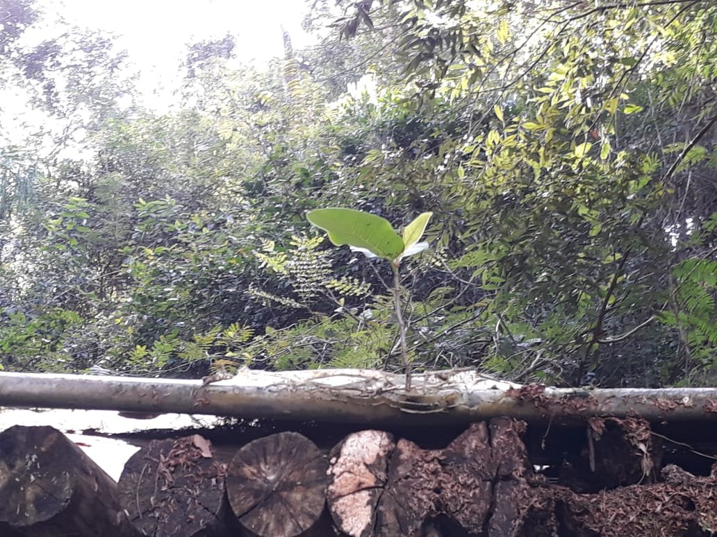 Hotel Fazenda Mangalarga-浴室