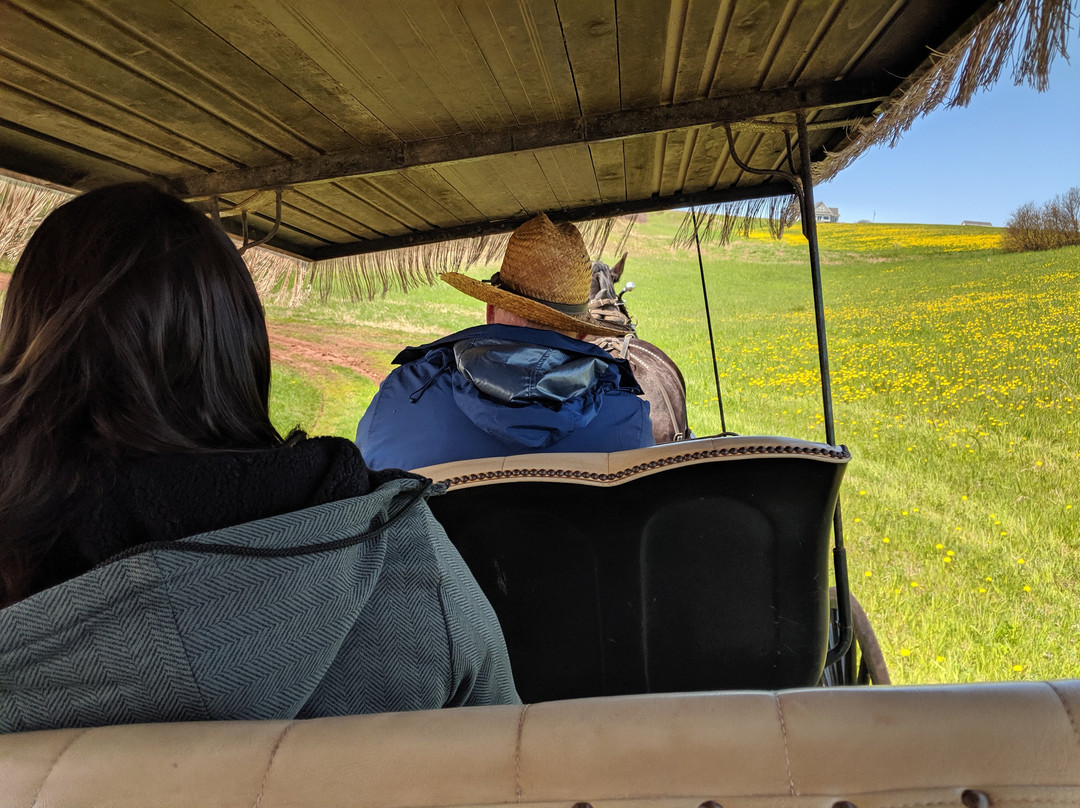Matthew's Carriage Rides景点图片