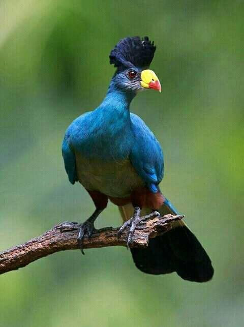 Semuliki National Park-Fort Portal必去景点