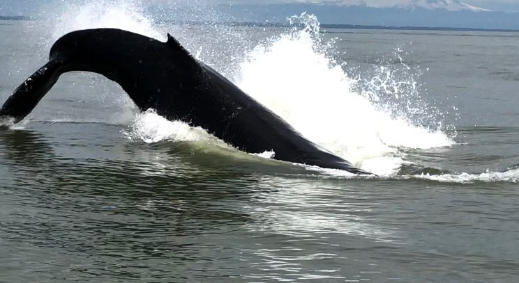 Ocean EcoVentures Whale Watching景点图片