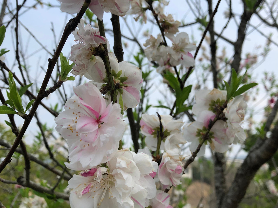 Uguisuike Park-猪名川町必去景点