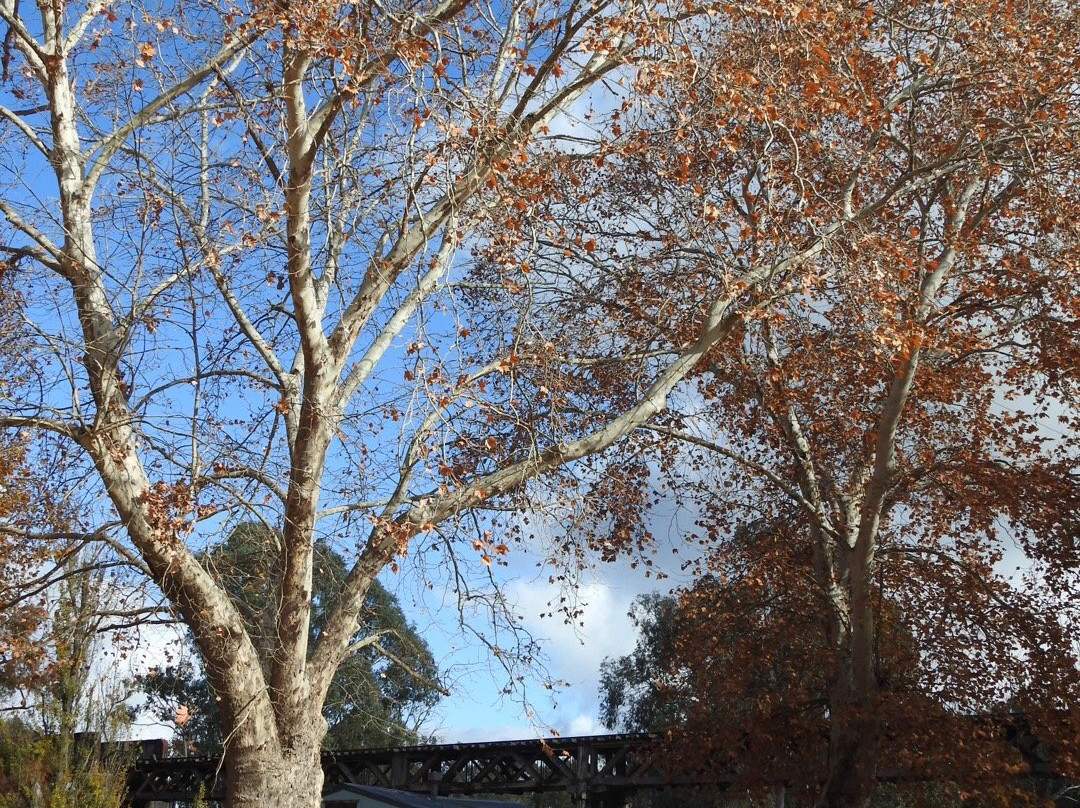The Prince Alfred Bridge-刚达盖必去景点