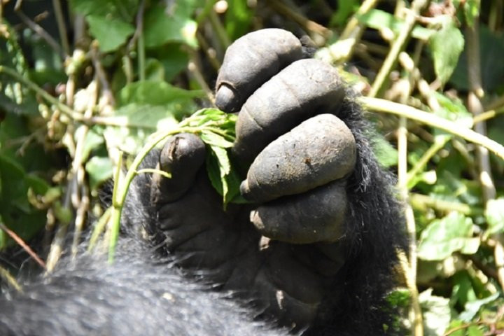 Range Land Safaris Limited-坎帕拉必去景点