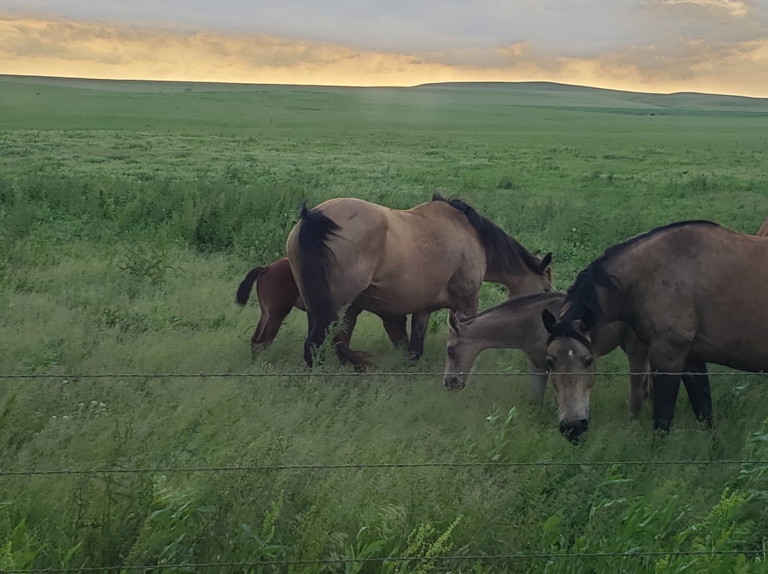 Prairie Earth Tours-恩波里亚必去景点