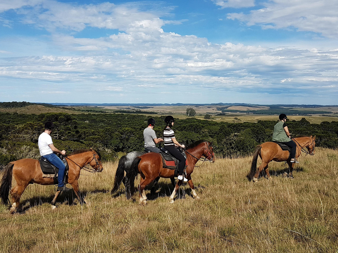 Graxaim do Mato-Praia Grande必去景点