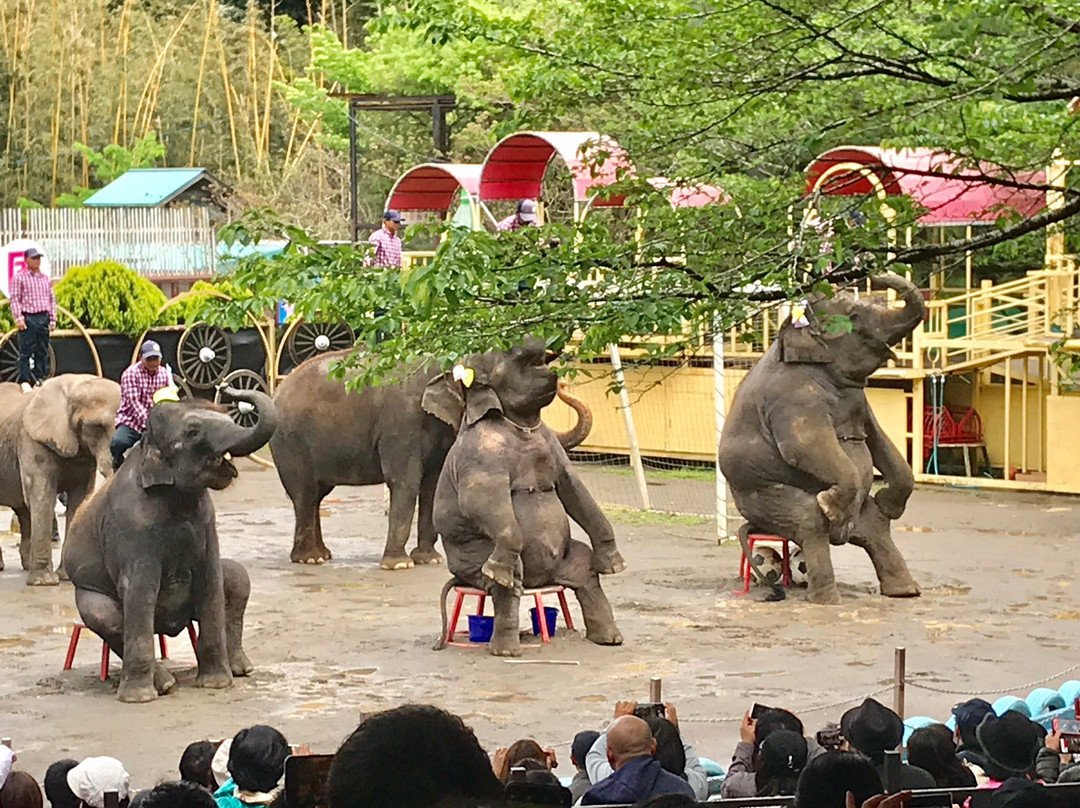 Ichihara Elephant Kingdom-市原市必去景点