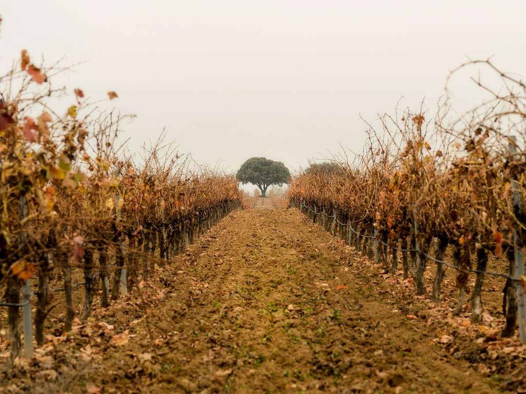Bodegas Tarsila-瓦拉杜利德必去景点