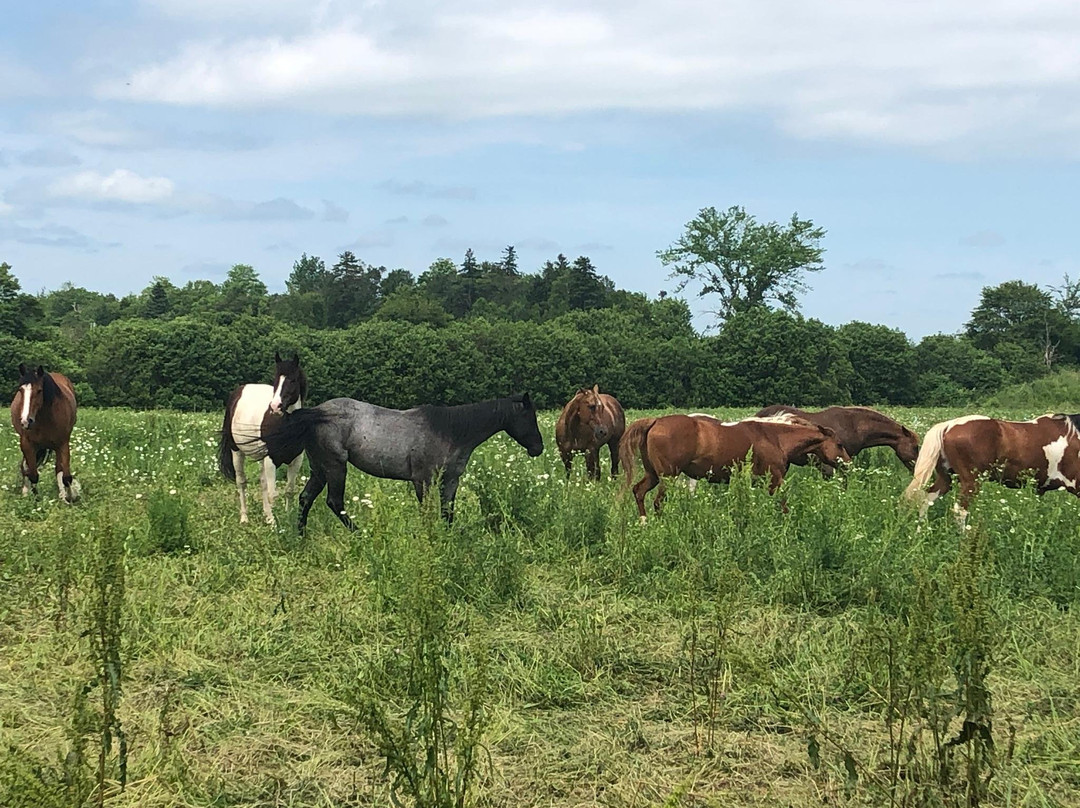 Shelby Ranch-Scotsburn必去景点