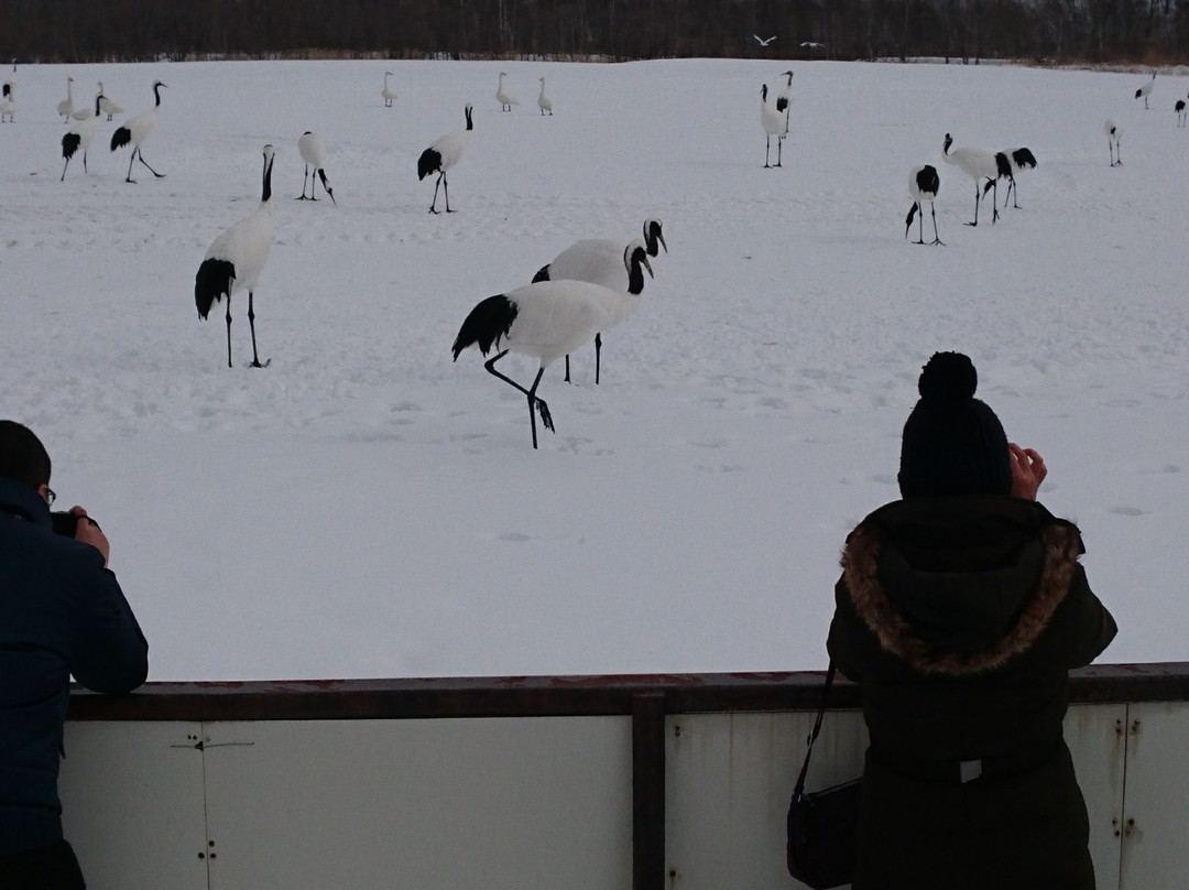 Tancho Crane Observation Center-钏路市必去景点