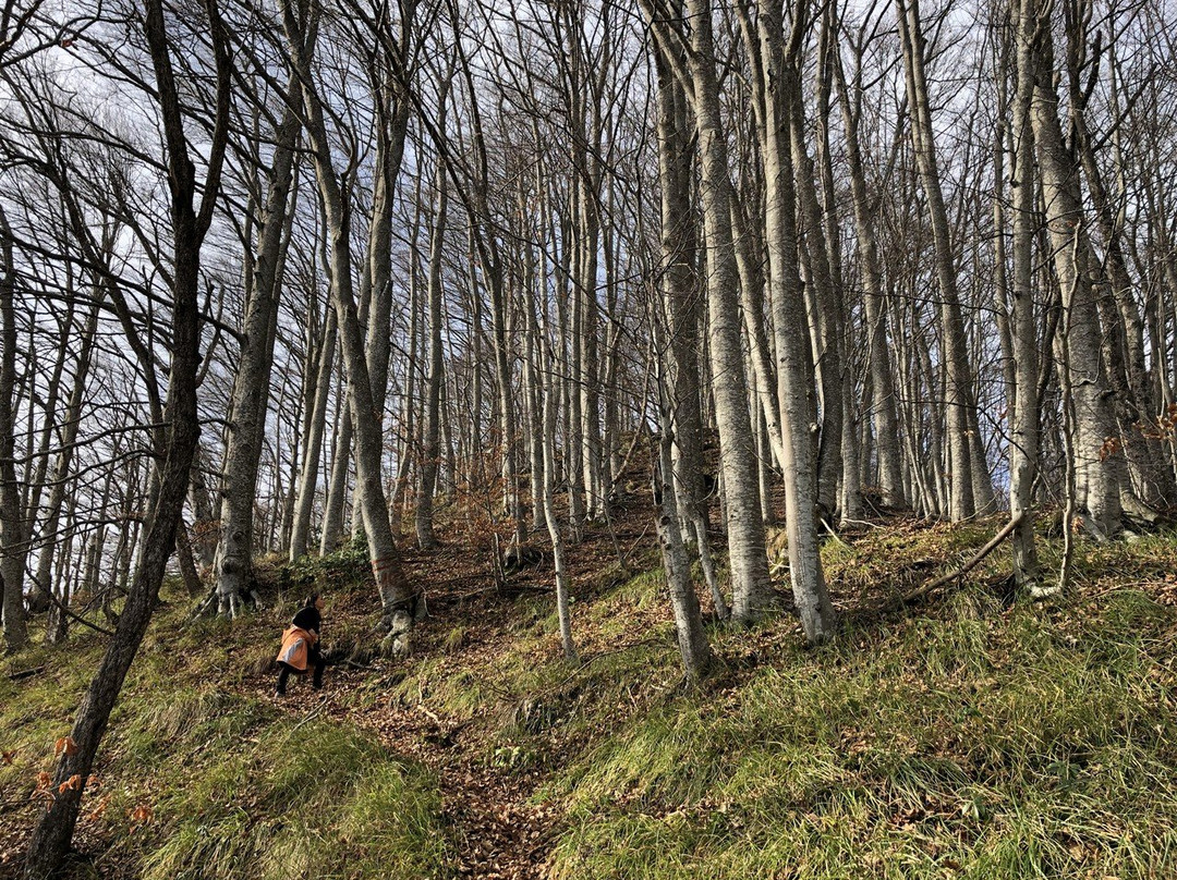 Nella Foresta di San Gerbone景点图片