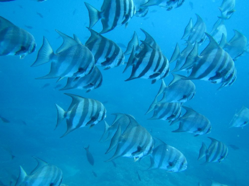 Diving Coiba景点图片