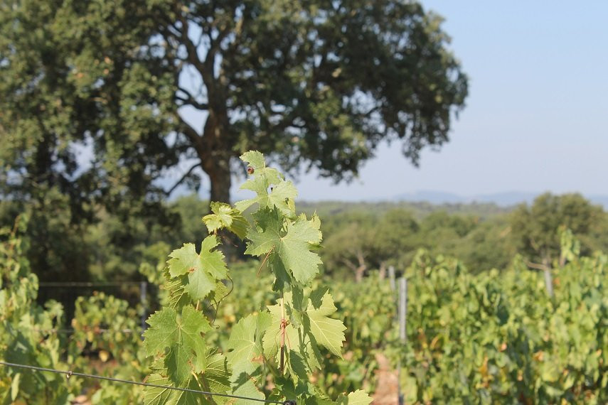 Domaine de Jale景点图片