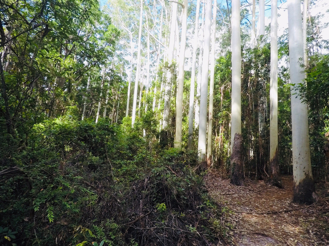 Fraser Island Great Walk景点图片