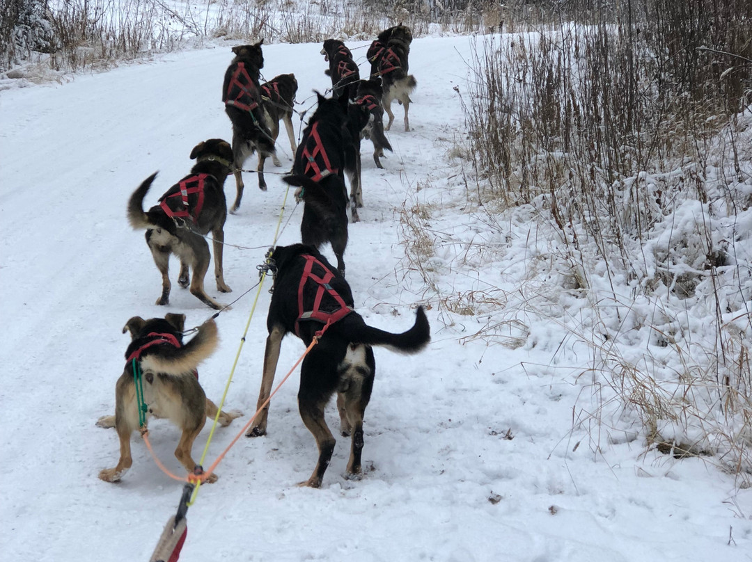 Frisky Pups Bed & Breakfast and Sled Dog Tours-费尔班克斯必去景点