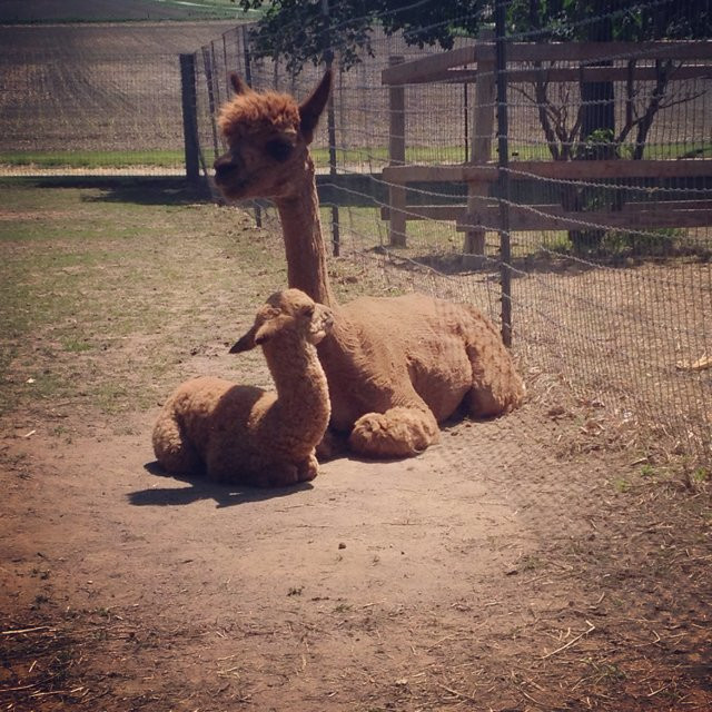 Sundrop Alpacas-Bement必去景点