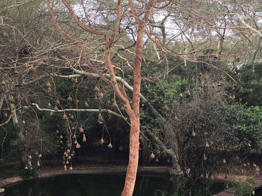 Ubizane Wildlife Reserve主图