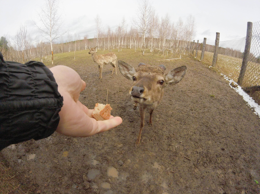 Deer Farm景点图片