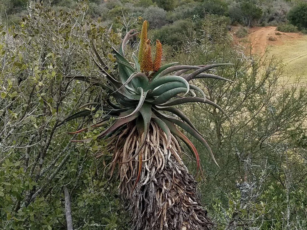 Tootabi Hunting Safaris-Paterson必去景点