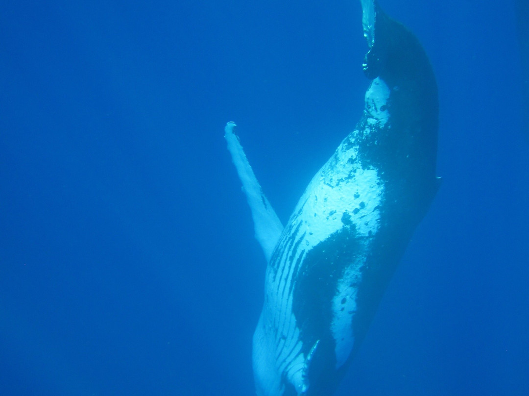 Fish Niue Charters-阿洛菲必去景点