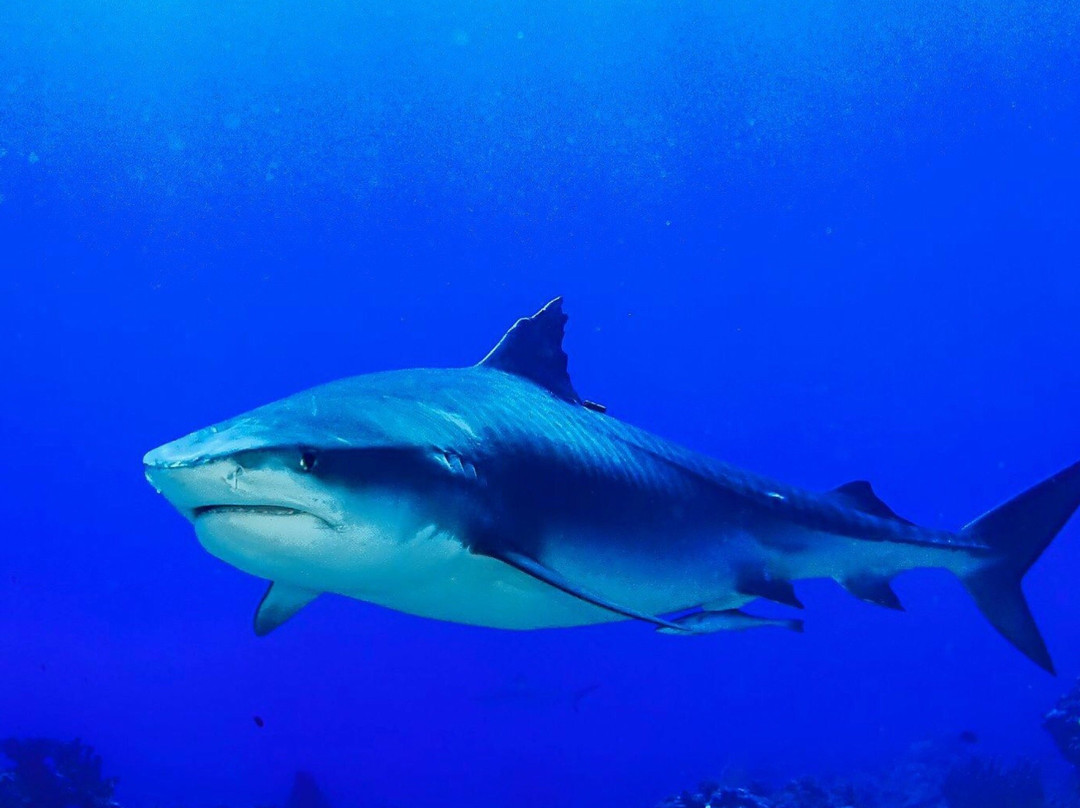 Api Dive Tahiti-皮拉尔必去景点