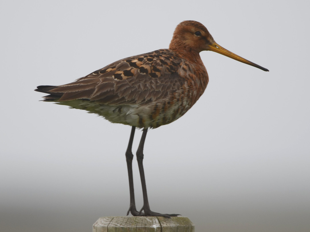 The Flói Bird Reserve景点图片