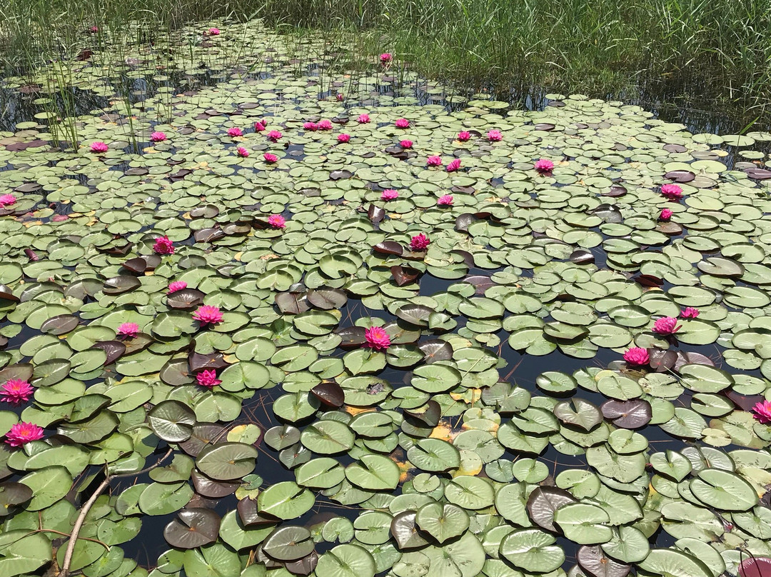 白浪绿洲湿地公园-潍坊市必去景点