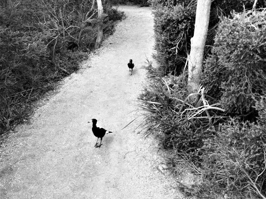 Reef Lookout-Aireys Inlet必去景点