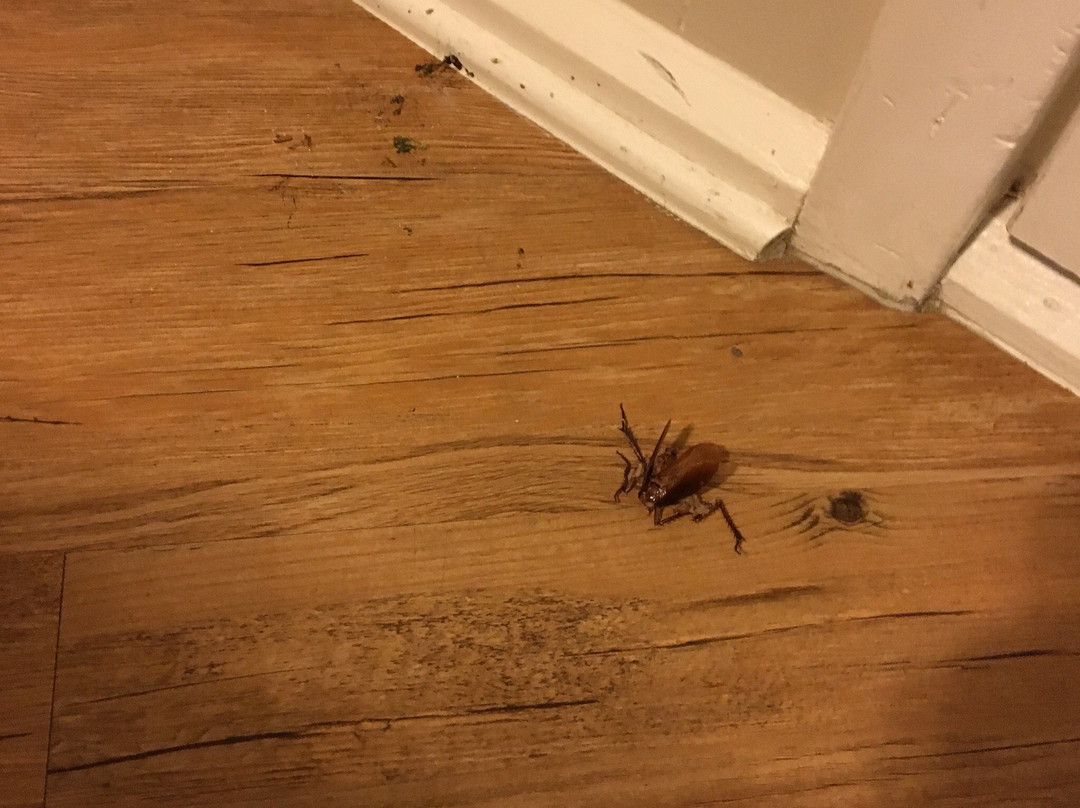 Blue Dolphin Inn and Cottages主图