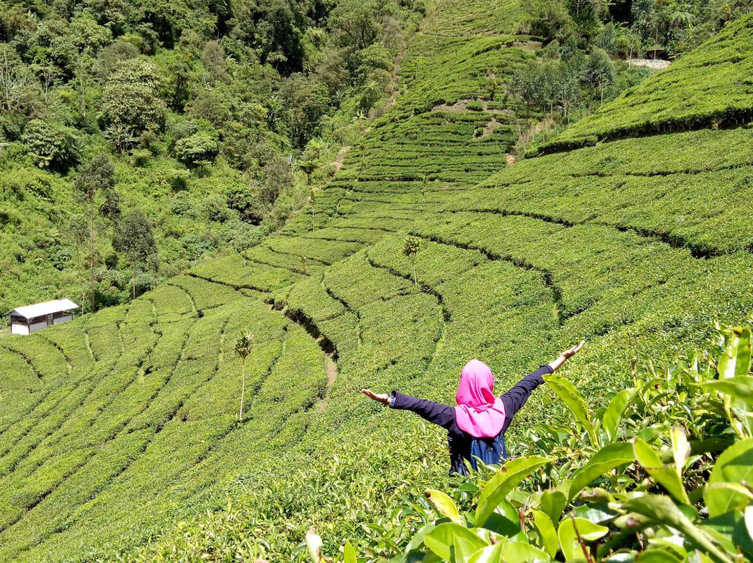 Kaligua Tea Plantation景点图片