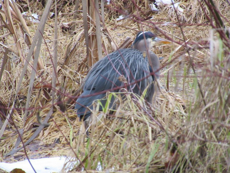 Buttertubs Marsh Park景点图片