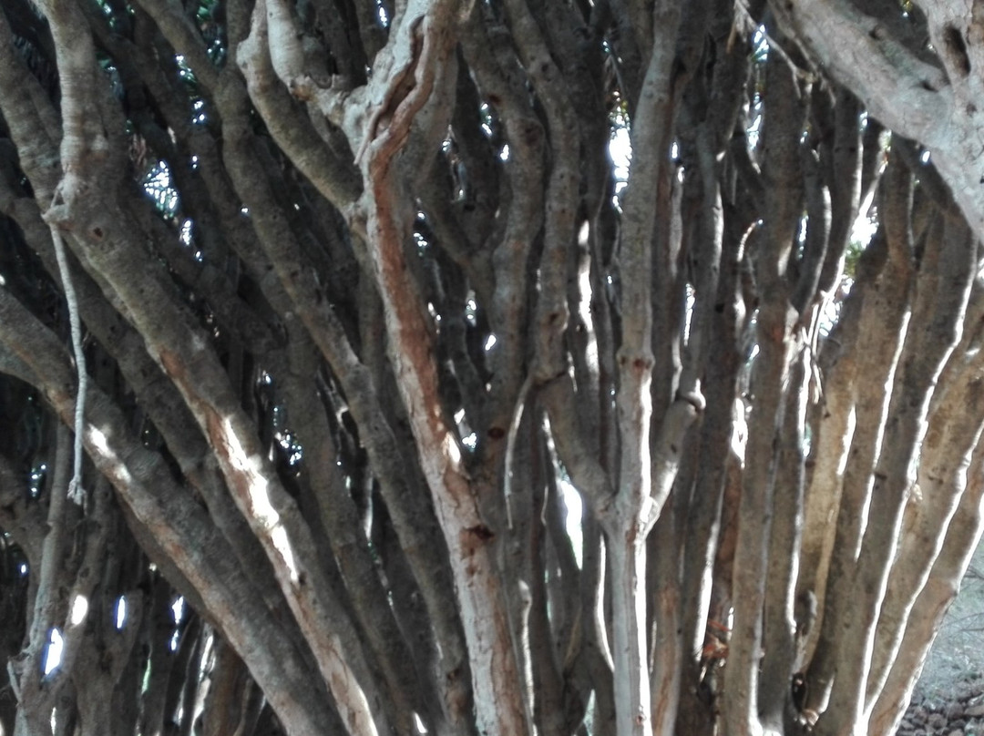 Ruta de los Dragos de Buracas-Las Tricias必去景点