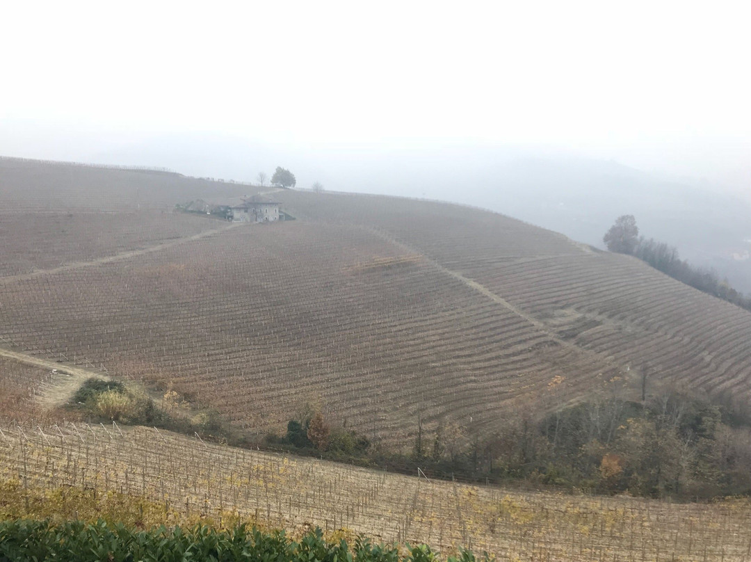 Azienda Agricola Bricco Maiolica景点图片