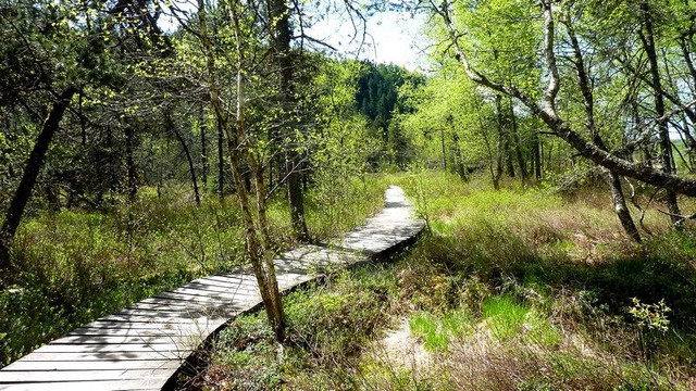 Nanchez旅游景点-La tourbiére de Prénovel