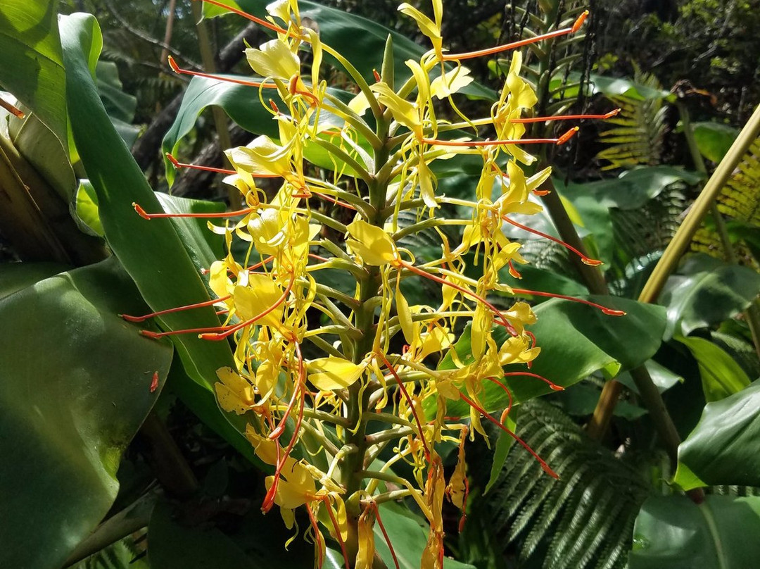 Maka’ula ‘O’oma Tract-凯鲁瓦-柯纳必去景点