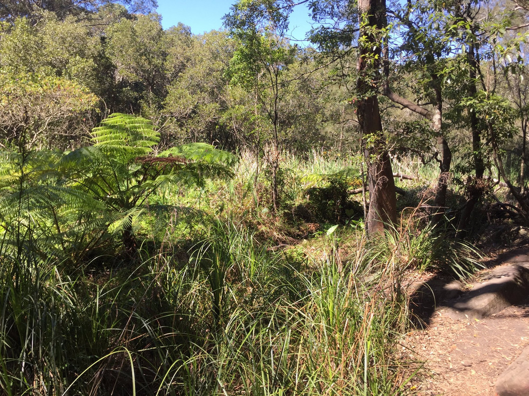 Lane Cove North旅游攻略图片