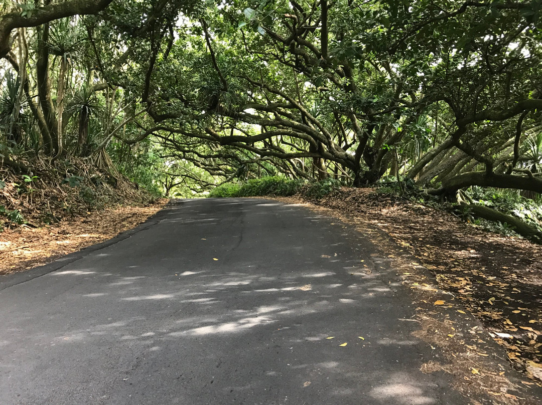 Red Road (Hwy 137)景点图片