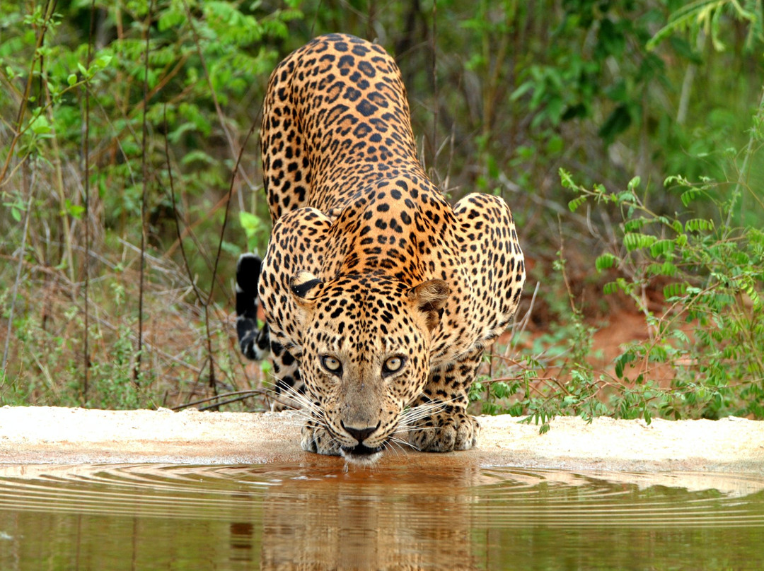 Yala Wild Safaris景点图片