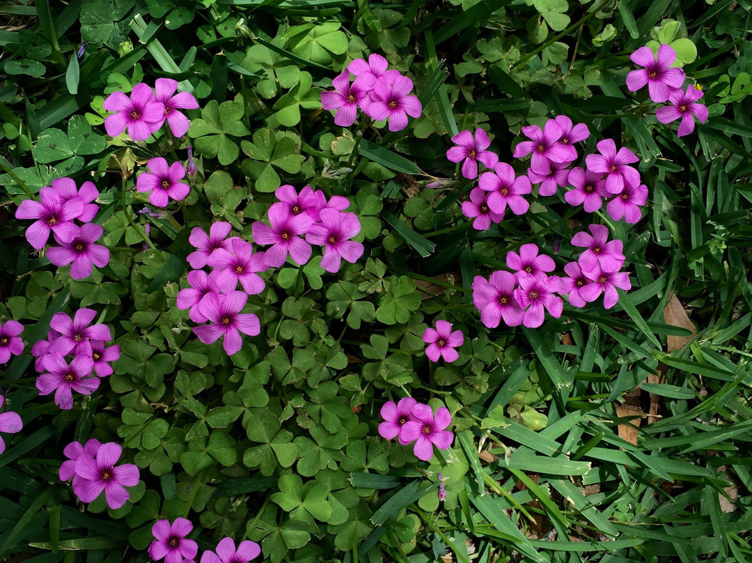 Paul Boorman Trail-朗维尤必去景点